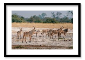 Gruppe Pferdeantilopen im Grasland des Chobe National Parks in der Nähe von Savuti, Botswana
