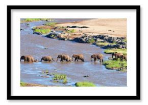 elephants crossing Olifant river,evening shot,Kruger national park