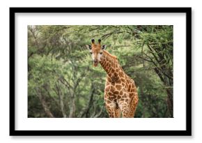 Close up image of a giraffe bending its neck looking at the camera under a tree in a national park in South Africa