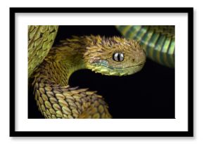 Hairy bush viper (Atheris hispida)