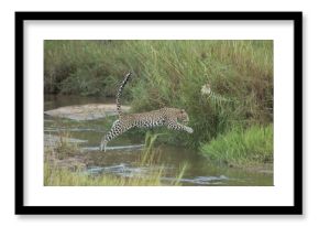Leopard Leap