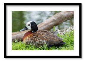 White-faced Whistling Duck (Dendrocygna viduata) Native to Sub-Saharan Africa and South America