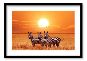 African zebras at beautiful orange sunset in the Serengeti National Park. Tanzania. Wild nature of Africa.