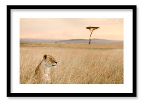A single female lion looks over the savanna of Massai Mara, Kenya