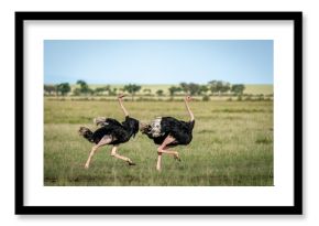 Ostrich on the Run