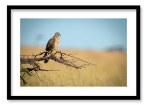 African marsh harrier perched on dead branch
