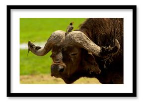 Buffalo with a bird on its horls, Kenya