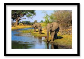 Elephants from Caprivi Strip - Bwabwata, Kwando, Mudumu National park - Namibia