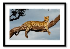 Leopard in Morning Glow