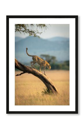 Cheetah walks down leaning tree in grassland