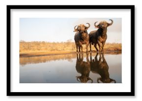 Two African buffalos posing at a waterhole