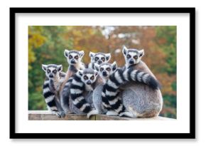 A group of resting lemurs katta