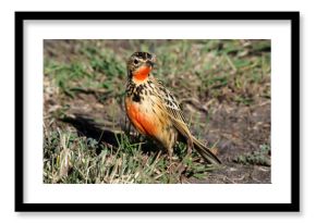 Rosy-breasted longclaw or Rosy-throated longclaw, Macronyx ameliae,