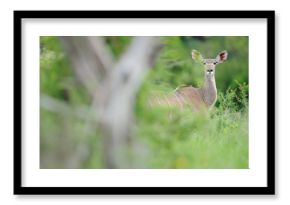 Kudu antelope in green vegetation