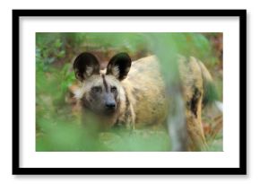 Painted dog in green vegetation