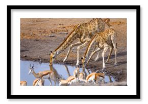 Giraffes at waterhole - Etosha National Park - Namibia