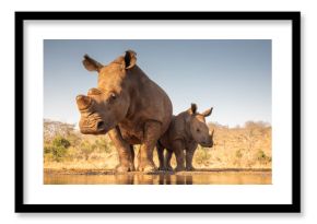 Mother and baby rhino getting ready to drink