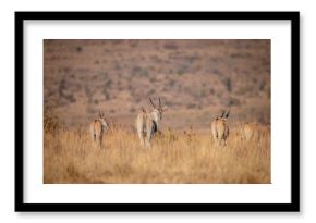 Herd of Eland standing in the grass.