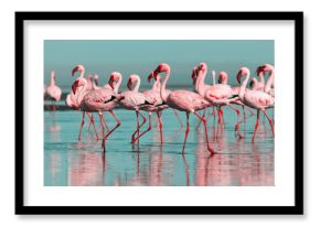 Wild african birds. Group birds of pink african flamingos  walking around the blue lagoon on a sunny day