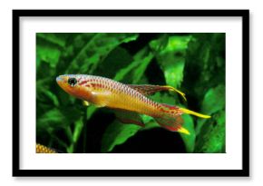 KILLI SPLENDIDE aphyosemion splendopleure