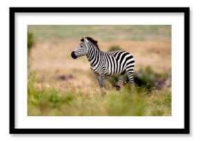 Zebra on the plains in Tanzania, Africa