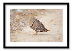 Double-banded Sandgrouse