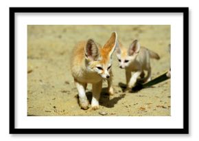 FENNEC fennecus zerda