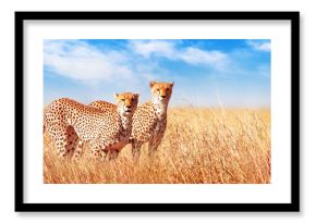 Cheetah in the African savannah. Africa, Tanzania, Serengeti National Park. Banner design. Wild life of Africa.