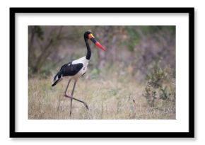Cute saddle-billed stork walking in a grassy field with a blurred background
