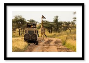Giraffe with trees in background during sunset safari in Serengeti National Park, Tanzania. Wild nature of Africa. Safari car in the road.
