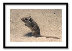 GERBILLE DES CHAMPS gerbillus campestris