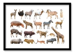 collection of africa animal isolated