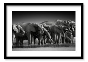 Fine art, black and white, panoramic photo of an african elephants herd against dark background, standing on the bank of river Chobe, drinking water. Botswana safari.