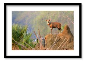 Buschbock im Gorongosa Nationalpark in Mosambik
