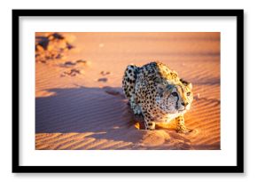 Cheetah in dunes