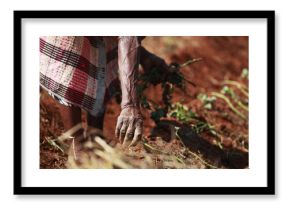23.05.2014, Thoyandou, South Africa - Women gardens in the red dirt close to Thoyandu in rural South Africa. 