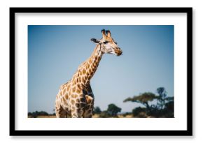 giraffe in africa
