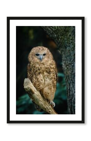 Owl in riverine dark forest. Pel's fishing owl, Scotopelia peli, perched on branch and waiting for prey. Large african nocturnal owl. Bird in nature habitat. One of the largest owl in the world.