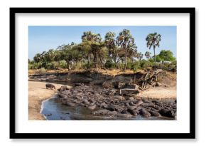 Hippopotamus in water. The common hippopotamus (Hippopotamus amphibius) 