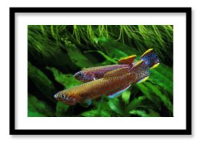 Lyretail Killifish, aphyosemion australe, Adults