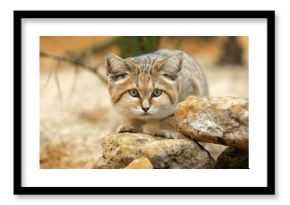 Sand Cat, felis margarita, Adult among Rocks