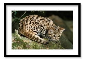 Black-Footed Cat, felis nigripes, Adult
