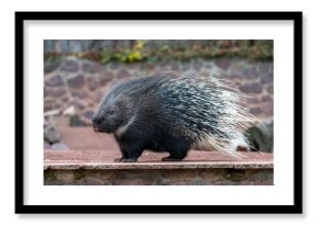 Cape porcupine portrait