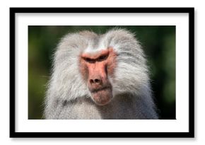 A male hamadryas baboon at a local zoo