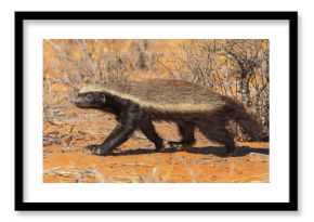 Honey badger searching the dunes of the Kalahari Desert for a meal