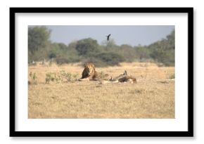 Lion in wild savanna , Animal of africa 