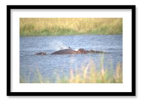 Hippopotamus in wild savanna , Animal of africa