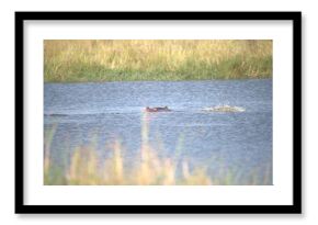 Hippopotamus in wild savanna , Animal of africa