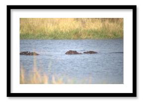 Hippopotamus in wild savanna , Animal of africa