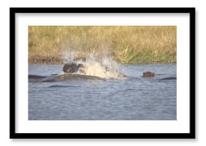 Hippopotamus in wild savanna , Animal of africa